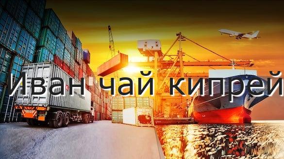 Иван чай кипрей