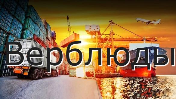Верблюды